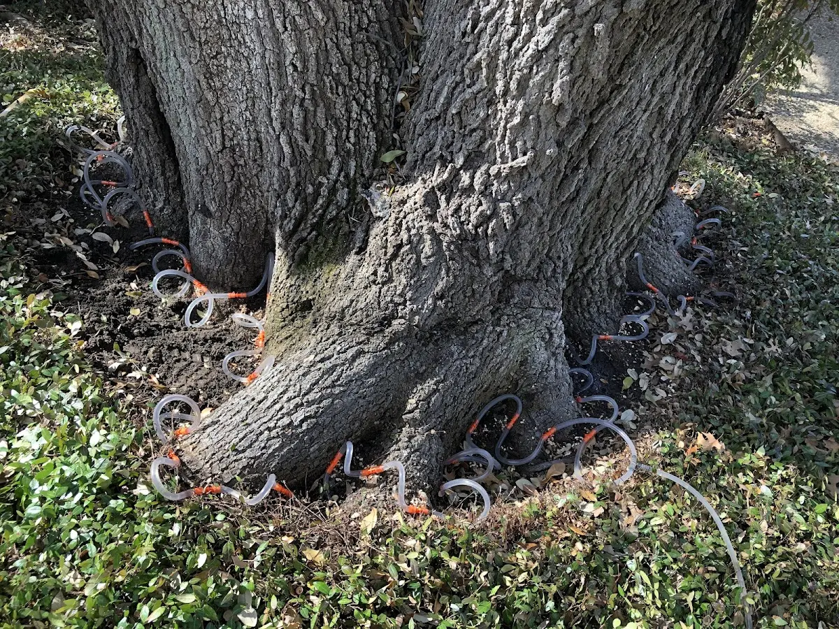 Detailed Tree Cabling and Bracing job site in Saint Georges